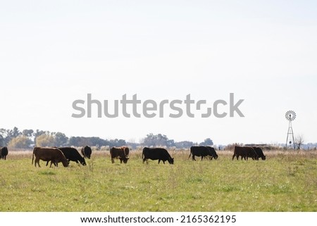 portrait of angus cattle in field in winter days Royalty-Free Stock Photo #2165362195