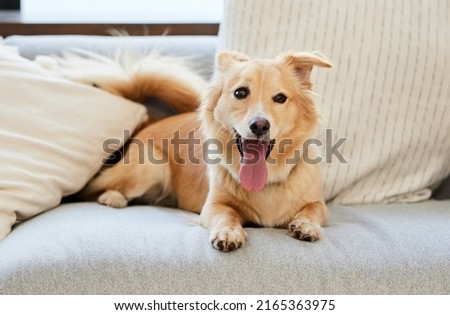 Every dog is the exception. Shot of an adorable fluffy dog relaxing on a couch at home.