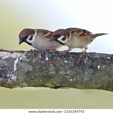 Sparrows in my garden. A telephoto of a beautiful sparrow in my garden. Royalty-Free Stock Photo #2165364793