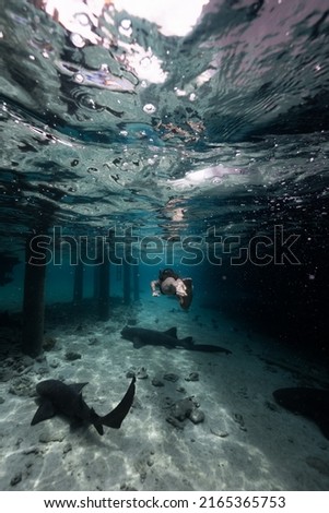 Sharks lurking beneath the surface by the docks in the Bahamas, a female snorkler swims by the sharks near the water surface 