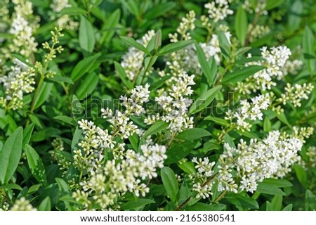 Flowering privet, Ligustrum, in early summer Royalty-Free Stock Photo #2165380541