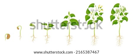 Stages growing green beans. Development legumes from seed germination to fruit ripening. Royalty-Free Stock Photo #2165387467
