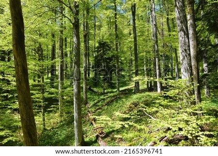 Old-growth beech (Fagus sylvatica) temperate, deciduous, broadleaf forest Royalty-Free Stock Photo #2165396741
