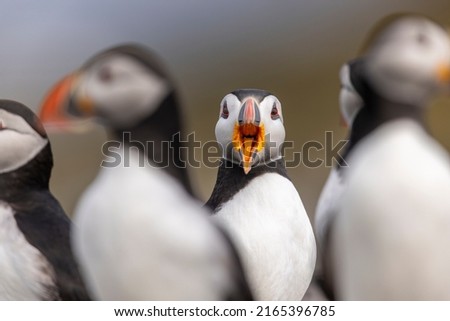 Atlantic puffins, also known as the common puffin, is a species of seabird in the auk family.