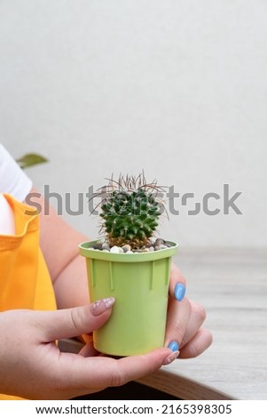 Mammillaria cactus in female hands. Space for text. Selective focus. Picture for articles about hobbies, plants.