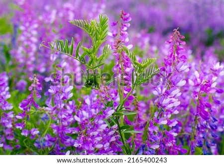 Wildflowers on a background of green grass on a bright and sunny day. Photo for postcards and photo wallpapers.