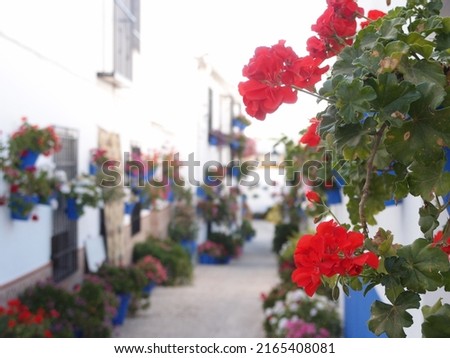 selective focus of the detail of a geranium with flowers, and in a blurred background a Cordovan patio in the month of May with many pots and flowers, painted blue and white