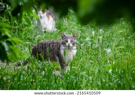Gray cat with a white chest among the green grass in the garden.