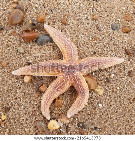 Starfish or sea stars are star-shaped echinoderms belonging to the class Asteroidea. Starfish on the beach in Landguard nature reserve in Felixstowe, Suffolk, East Anglia,  England, Europe. Royalty-Free Stock Photo #2165413973
