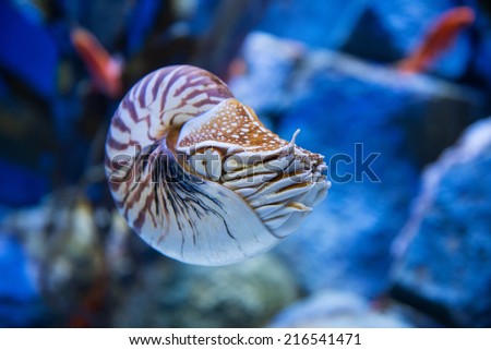 Nautilus pompilius or chambered nautilus, is a cephalopods with a prominent head and tentacle Royalty-Free Stock Photo #216541471