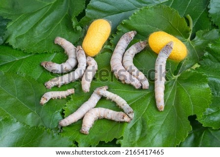 The silkworm is the larva or caterpillar of the domestic silkmoth, Bombyx mori. It is an economically important insect, being a primary producer of silk. Royalty-Free Stock Photo #2165417465