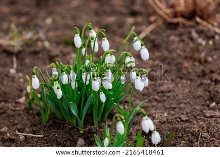 The first flowers of snowdrops with selective focus on a blurred background.