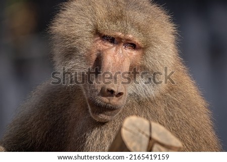 The hamadryas baboon (Papio hamadryas) is a species of baboon from the Old World monkey family. 