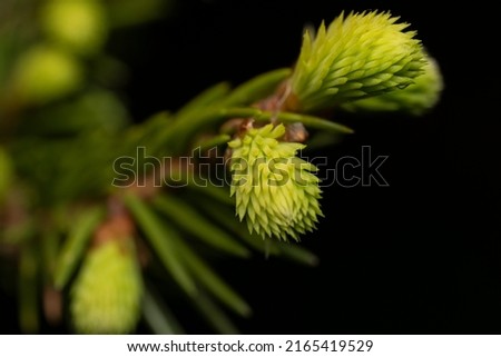 blooming fir branch. Fir branches with fresh shoots in spring. Young growing fir tree sprouts on branch in spring forest. Spruce branches on a green background. background branch with green buds Royalty-Free Stock Photo #2165419529