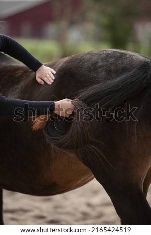Horse osteopathy professional treatment photo