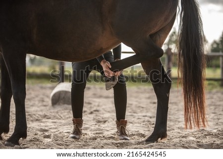 Horse osteopathy professional treatment photo Royalty-Free Stock Photo #2165424545