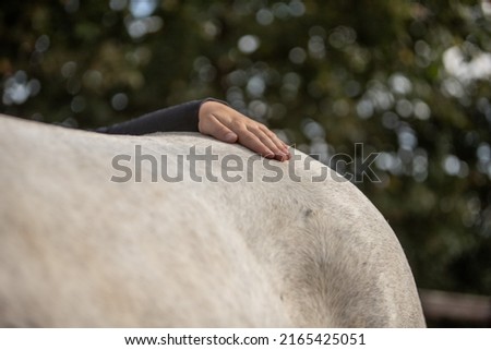 horse osteopathy professional treatment photo