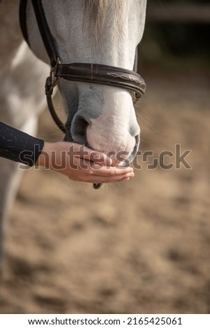 horse osteopathy professional treatment photo