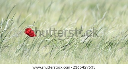 A single poppy standing out on a meadow, soft green, horizontal, large picture