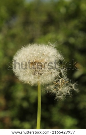 Dandelion flies in the wind