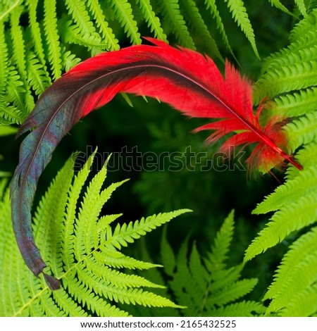 red black feather on fern green background