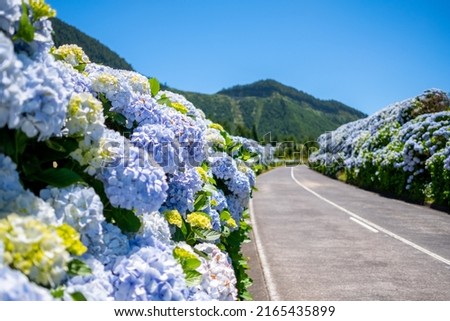 Azores, Empty flowery road with beautiful hydrangea flowers in selective focus on the roadside in Lagoa Sete Cidades. São Miguel Island, in the Açores. Royalty-Free Stock Photo #2165435899