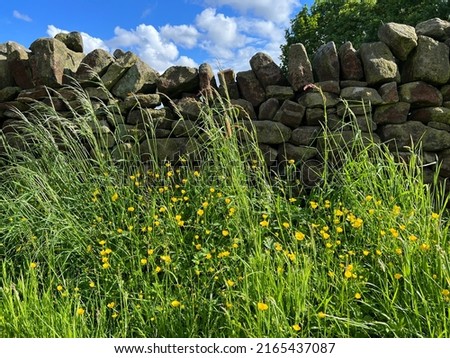 Buttercups and long grasses, set against a dry stone wall near, Baildon, UK