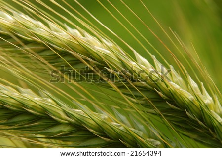 The macro photo of the two young green ears of the rye