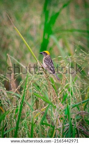 Beautiful yellow headed baya weaver or Asian golden weaver birds in the rice field selective focus images.