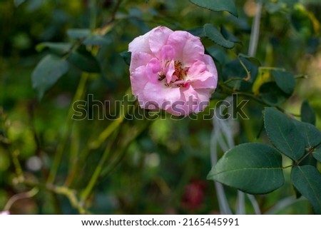 Photo of pink rose in park. Blurred background.