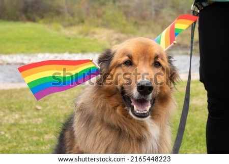 Happy orange dog on a leash with two rainbow pride flags