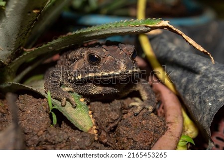brown frog hiding under pineapple leaves