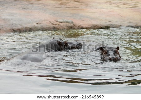 Two hippos swim together. A strong and powerful hippo. Completely unflappable and self-confident. The wonderful world of animals. Stock photo.