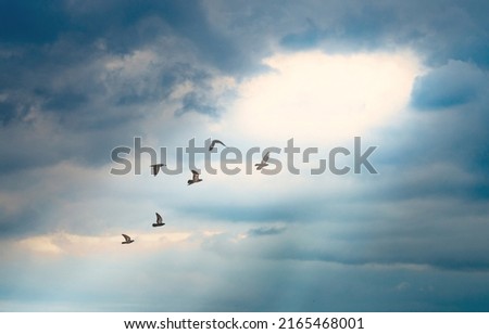 birds flying to the light hold on the cloud with light ray on blue sky background, peace and light at the end of the tunnel concept