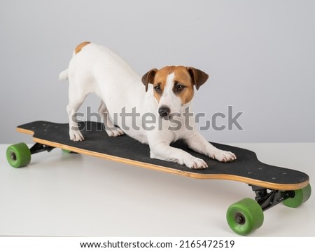 Dog jack russell terrier posing on a longboard in front of a white background. 