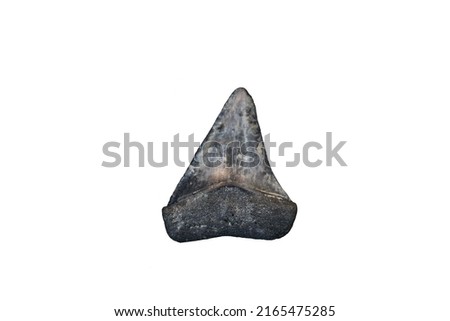 Megalodon teeth isolated on a white background.