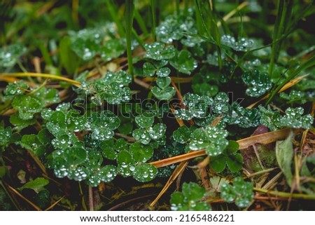 Closeup of a drops of water over green clovers in the ground of forest