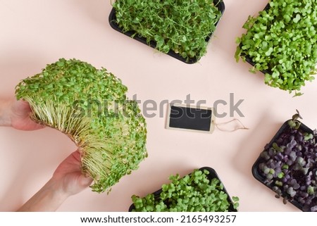 Micro green arugula in the hands of a girl on a beige background. Various micro-greenery in containers.