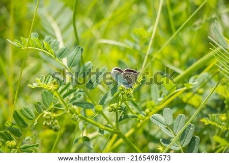 blue and white butterfly on the green plant during springtime