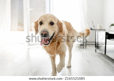 Golden retriever dog looking at camera at home. Cute purebred doggy pet in room with daily light Royalty-Free Stock Photo #2165521085