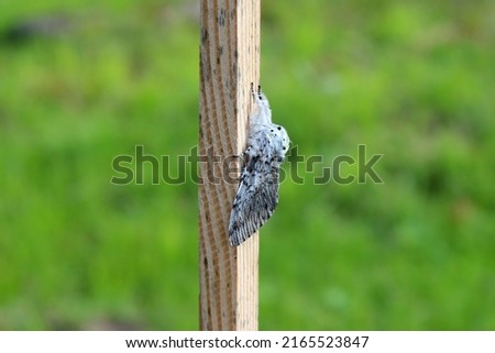 Puss moth butterfly (Cerura vinula) resting daytime on a wooden slat close up natural conditions, sunny day, summer, Europe Royalty-Free Stock Photo #2165523847