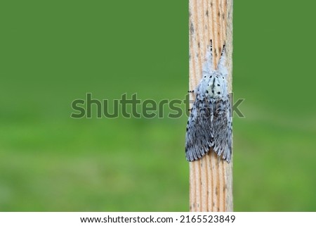 Puss moth butterfly (Cerura vinula) resting daytime on a wooden slat close up natural conditions, sunny day, summer, Europe Royalty-Free Stock Photo #2165523849