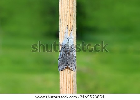 Puss moth butterfly (Cerura vinula) resting daytime on a wooden slat close up natural conditions, sunny day, summer, Europe Royalty-Free Stock Photo #2165523851