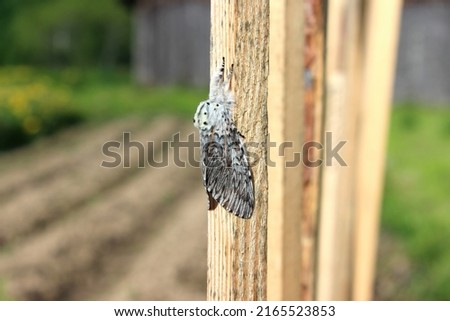 Puss moth butterfly (Cerura vinula) resting daytime on a wooden slat close up natural conditions, sunny day, summer, Europe Royalty-Free Stock Photo #2165523853
