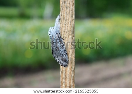 Puss moth butterfly (Cerura vinula) resting daytime on a wooden slat close up natural conditions, sunny day, summer, Europe Royalty-Free Stock Photo #2165523855