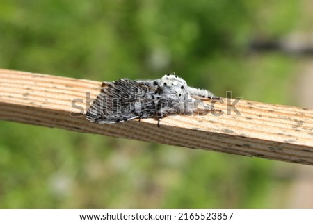 Puss moth butterfly (Cerura vinula) resting daytime on a wooden slat close up natural conditions, sunny day, summer, Europe Royalty-Free Stock Photo #2165523857