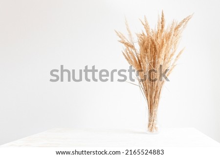 A beautiful bouquet of dried pampas grass flowers in a glass vase on a white wooden table against a light gray wall, copy space. Royalty-Free Stock Photo #2165524883