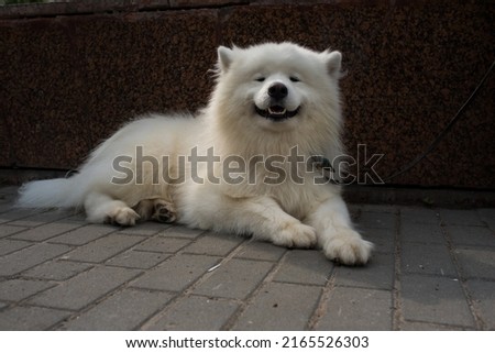 A happy dog of the Samoyed breed. Samoyed dog have a friendly and agreeable disposition