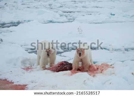 two polar bears caught seals spitzberries northern ice ocean