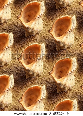 Pattern of sea shells on the sand. Background from rapana shells. Summer backdrop. Clam house.